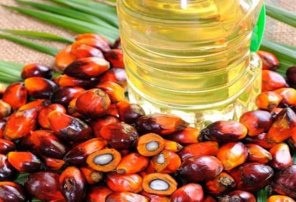 Wah! Indonesia Uji Coba Penggunaan Bensin dari Minyak Sawit