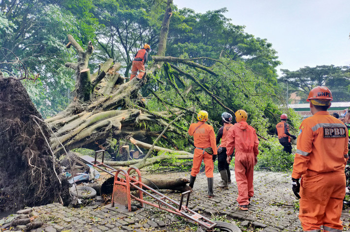 Proses Evakuasi Pohon Beringin Tua yang Tumbang di Tasikmalaya