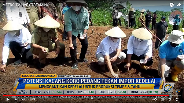 Kacang Koro Pedang Diharapkan Jadi Pengganti Impor Kacang Kedelai