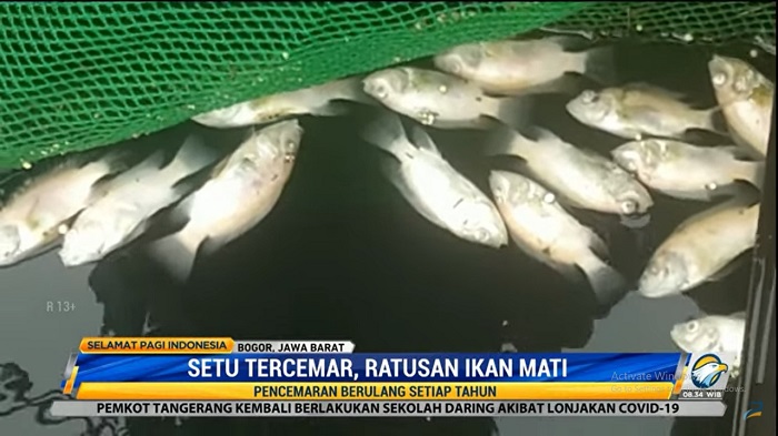Miris, Ratusan Ikan Mati Akibat Tercemar Limbah Industri