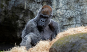 3 Fakta Ozzie, Gorila Tertua di Dunia yang Mati di Usia 61 Tahun