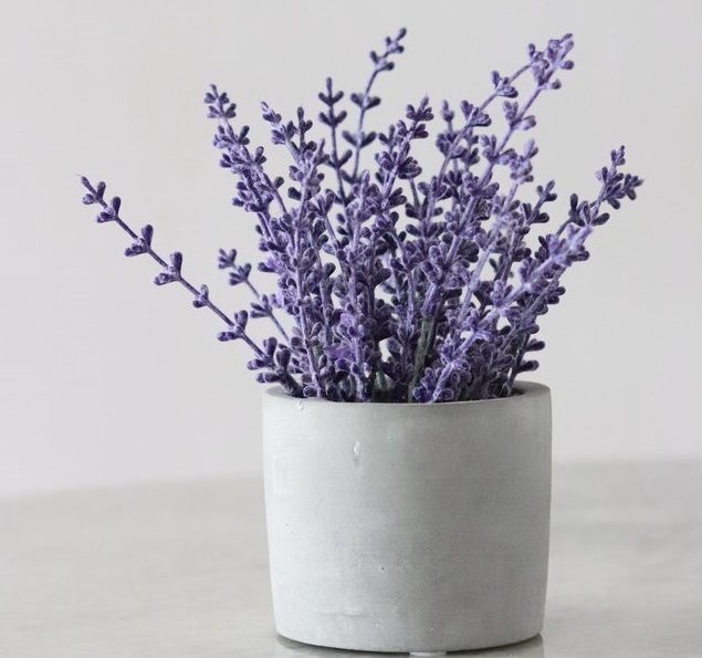 Cegah DBD, Ini 5 Tanaman Pengusir Nyamuk Alami