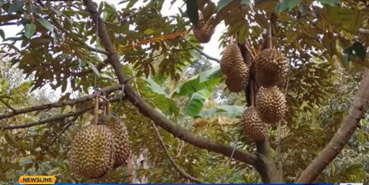 Melirik Peluang Bisnis Dari Durian Jenis Bawor