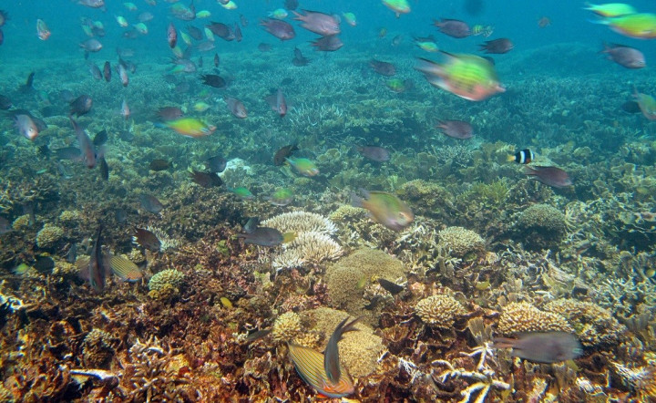 Australia Janjikan Rp10 Triliun untuk Poogram Terumbu Karang