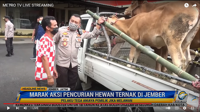 Pelaku Pencurian Sapi di Jember Tertangkap, 2 Lainnya DPO