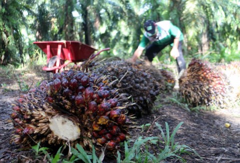 Harga CPO di Jambi Naik Jadi Rp14.276/Kg