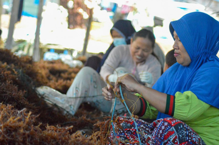 Rumput Laut Bisa Jadi Pupuk, Ini Cara Mengolahnya