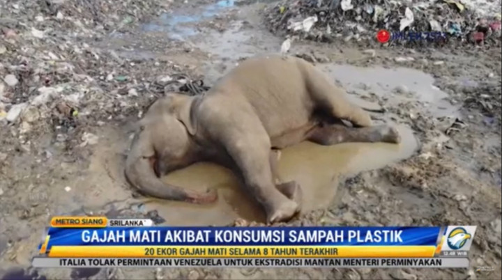 Konsumsi Sampah Plastik, Puluhan Gajah di Sri Lanka Mati