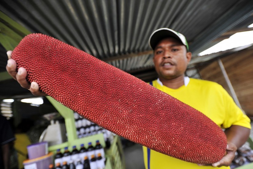 Buah merah Papua (Foto: antara)