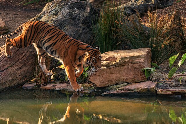 Alasan mengapa harimau berwarna orange menurut ahli. (Foto: Ilustrasi/Pexels.com)