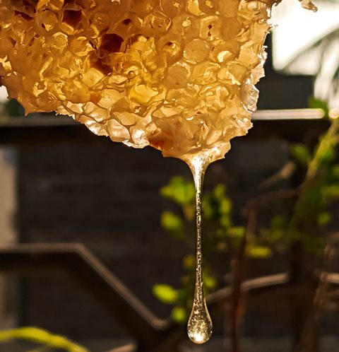 Madu Klanceng: Si Asam-Manis dengan Ragam Manfaat