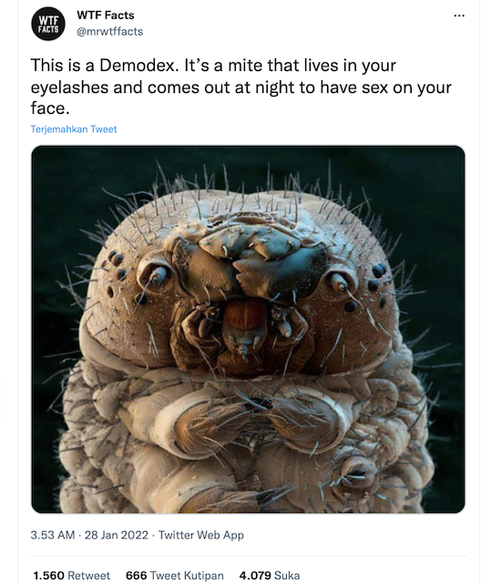 [Cek Fakta] Kutu Ini Hidup di Bulu Mata? Cek Faktanya