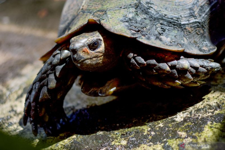 Polda Sumut Gagalkan Perdagangan Satwa Dilindungi