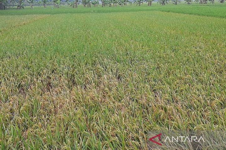 Produksi Padi Cilacap 2021 Turun Lebih dari 62 Ribu Ton