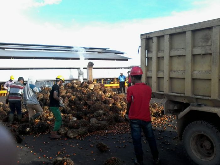 Pengusaha Sulit Serap Bahan Baku CPO, Ada Apa?