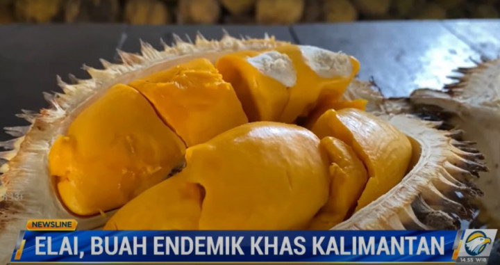 Nikmatnya Elai, Buah Endemik Khas Kalimantan yang Mirip Durian