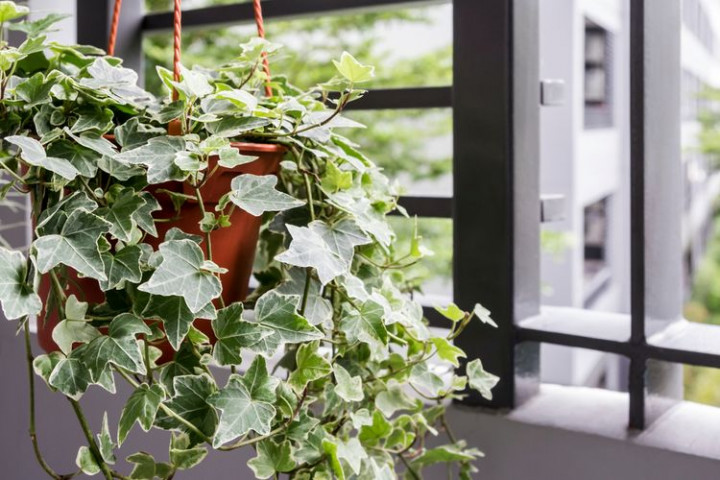 7 Tanaman Hias Ini Paling Cocok di Apartemen