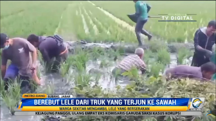 Bukannya Menolong Warga Malah Jarah Lele dari Truk Nyungsep, Netizen Doakan Sopir