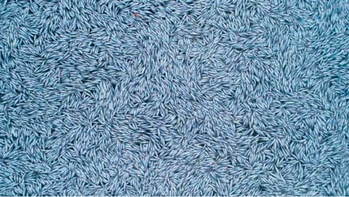 Kejutan saat Kapal Pukat Raksasa ‘Buang’ 100 Ribu ikan Mati di Lepas Pantai Prancis