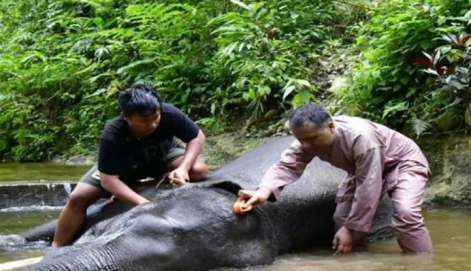 Peneliti UGM Bentuk Tim untuk Konservasi Gajah Sumatra