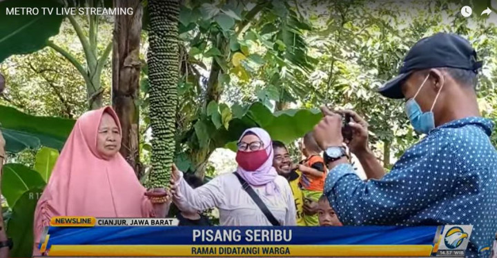 Unik, Pohon Pisang Berbuah 1.000
