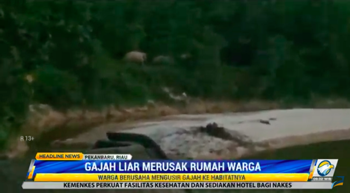 Gajah Liar Kembali Rusak Rumah Warga di Riau