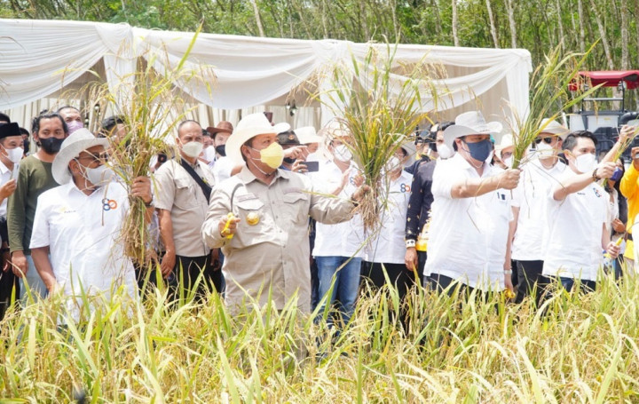 Menko Airlangga Mendorong Budi Daya Padi Gogo di Berbagai Daerah