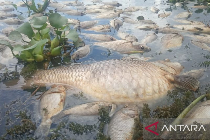 40 Ton Ikan Mati di Danau Maninjau Akibat Kekurangan Oksigen