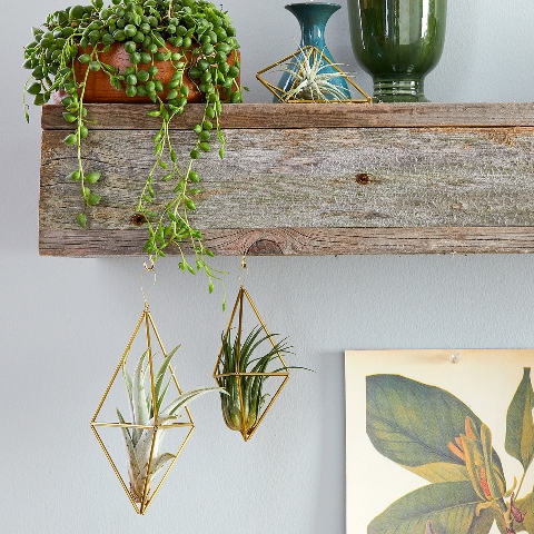 Tanaman ini mengikuti tren sage green yang auto membuat ruangan indah. (Foto: Dok. Pinterest/Bhg.com)