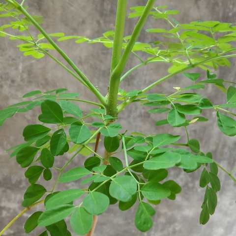 Manfaat Daun Kelor bagi Tubuh, Mulai dari Kesehatan Sampai Kecantikan