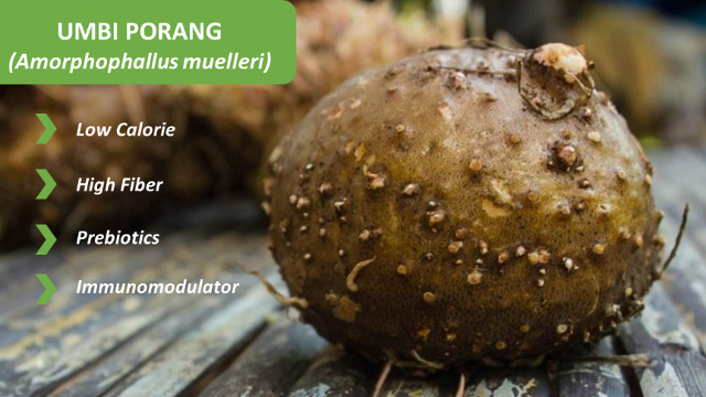 Peneliti BRIN Kembangkan Minuman Probiotik dari Porang