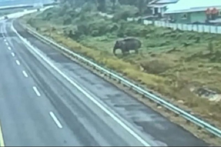 Cari Teman, Gajah Sumatra Terekam Melintas Tol Pekanbaru-Dumai