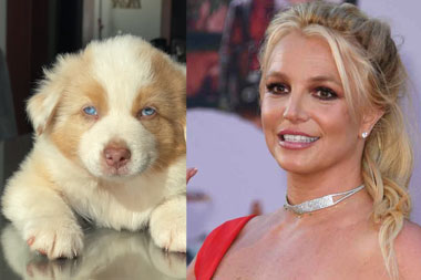 Britney Spears Kenalkan Anjing Barunya, Lucu Banget!