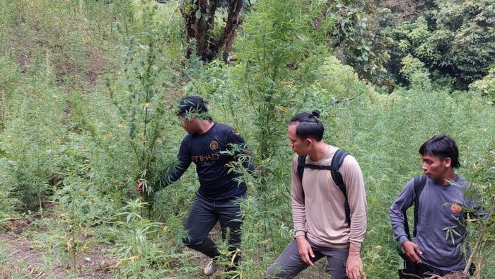 Ladang Ganja Seluas 2 Hektare Ditemukan di Pegunungan Tor Mangompang