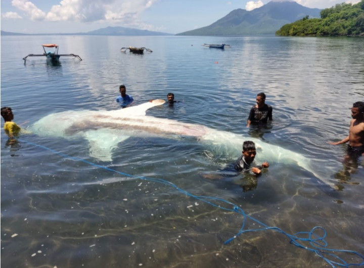 KKP Evakuasi Bangkai Hiu Paus yang Terdampar di Perairan Larantuka