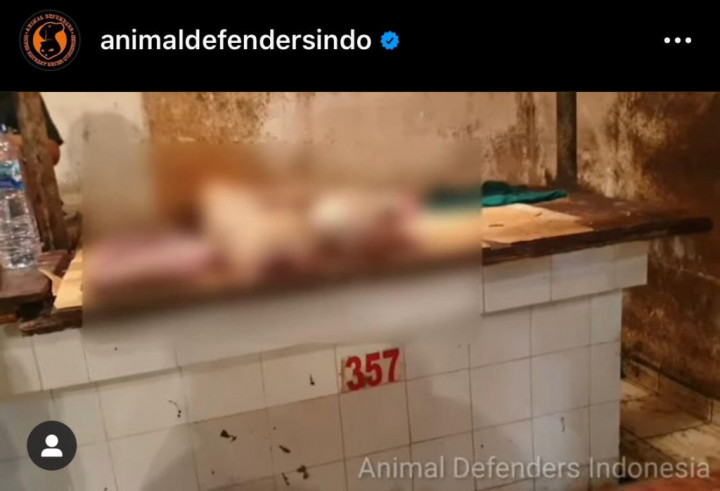 Kota Semarang Keluarkan Larangan Peredaran Daging Anjing