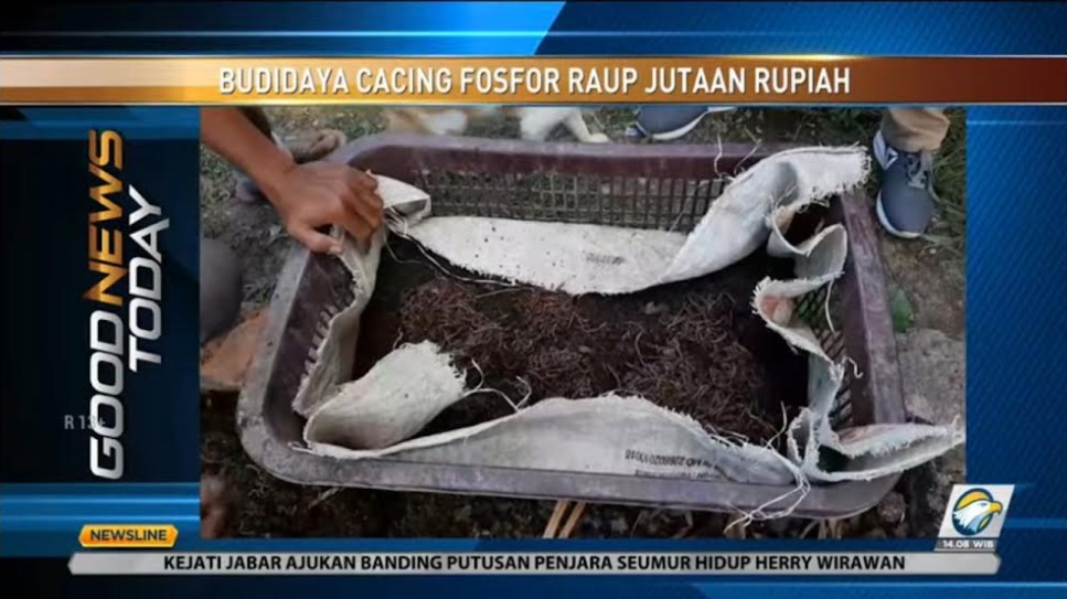Cacing ini sering dimanfaatkan untuk memancing. Metro TV
