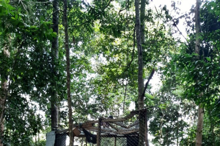 BKSDA Sumbar Melepasliarkan Siamang di Solok Selatan