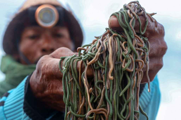 Momen Warga Berburu Cacing Laut dalam Tradisi Bau Nyale