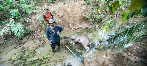 Bayi Gajah di Aceh Ditemukan Mati