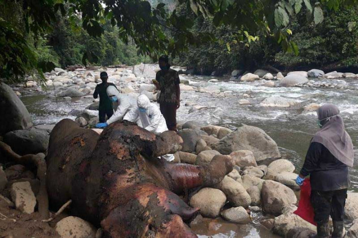 BKSDA Temukan Bangkai Gajah di Hutan Aceh Utara