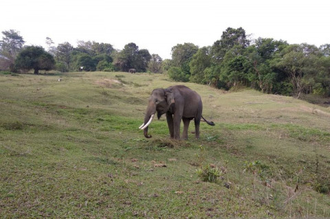 Kawasan Hutan Habitat Gajah Sumatra di Bengkulu Diduga Diperjualbelikan