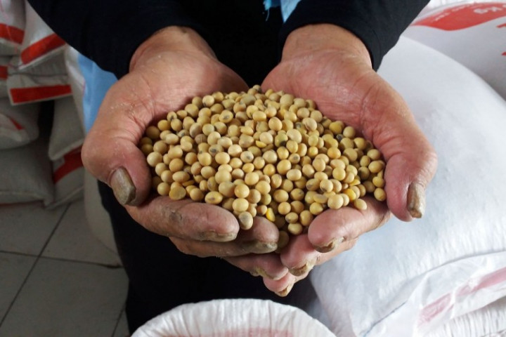 Harga Kedelai di Bandar Lampung Tembus Rp13.500 Per Kg