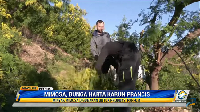 Mimosa, Bunga Harta Karun dari Prancis