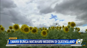 Unik, Petani Australia Ini Tanam Bunga Matahari Gunakan Drone
