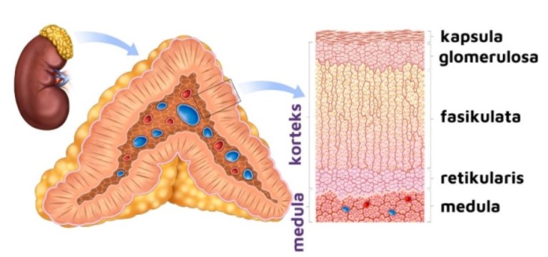 Ilustrasi kelenjar adrenal. DOK Zenius