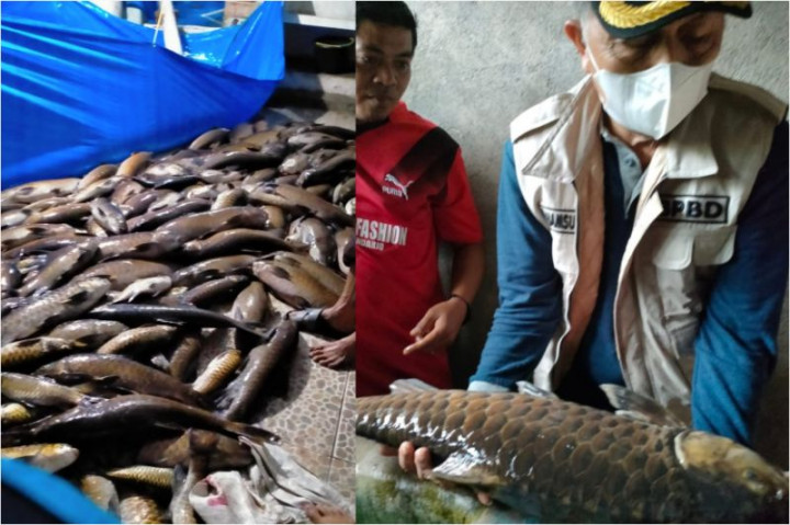 3 Ton Ikan Larangan Lubuk Landur Pasaman Barat Mati