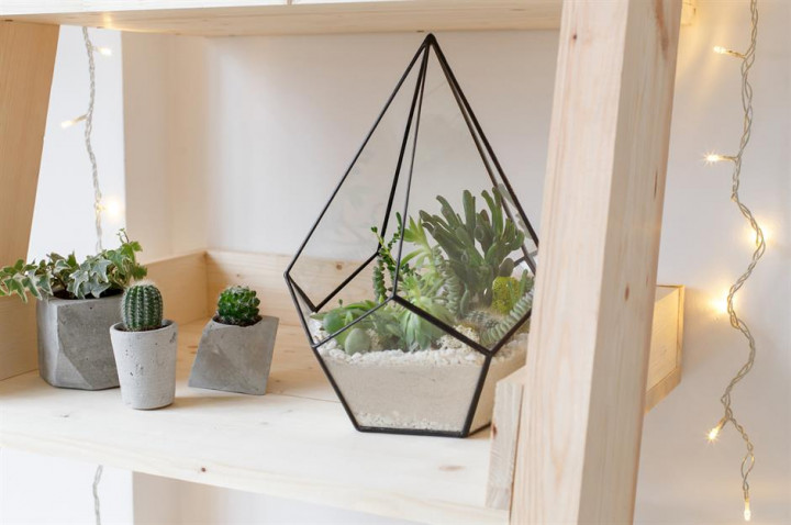 5 Tanaman Ini Menangkal Radiasi di Rumah, Apa Saja?