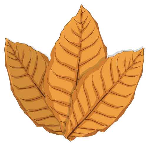 Tembakau Berkualitas dari Tiga Daerah di Nusantara