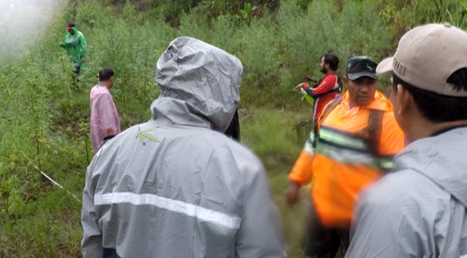 Petugas Gabungan Temukan 6 Hektare Ladang Ganja di Aceh